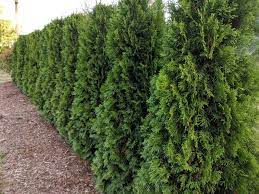 Check spelling or type a new query. Thuja Occidentalis Holmstrup Holmstrup Cedar Camson Creek Cedars