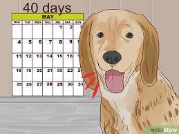 3 Ways To Prevent Eclampsia In Dogs - Wikihow Pet