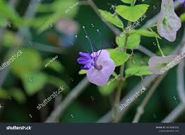 Image result for Karomia