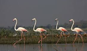 See more of libramont, plus qu'un flamant rose, c'est un état d'esprit. Definition Flamant Rose Phoenicopterus Roseeus Futura Planete