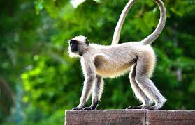 Belize monkey icon insects spider monkey isolated ateles geoffroyi baby animals portraits brown spider monkey spider monkey costa rica black spider monkey monkey draws monkey white. Spider Monkey Pictures Download Free Images On Unsplash