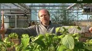 Substanz inhalte anzeigen 1 substanz 2 einnahme 3 wirkung 4 kurzzeitwirkungen 5 langzeitwirkungen 6 nachweisbarkeit 7 mischkonsum salvia divinorum („salbei der wahrsager) ist eine psychoaktive salbeiart. Ruhlemann S Abschied Vom Aztekensalbei Youtube