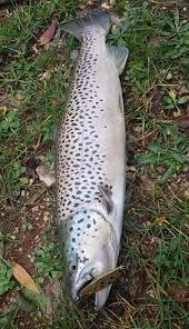 Pin By Adnan Botoinjic On Trout Fish Trout Food