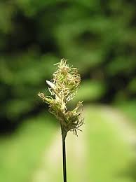 Image result for Carex mildbraediana