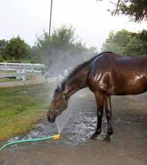 Shower Time Horses Beautiful Horses Funny Horses