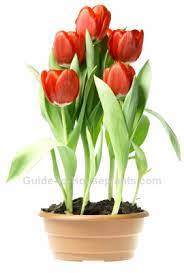 Check spelling or type a new query. Growing Tulips Indoors Steps For Forcing Tulip Bulbs