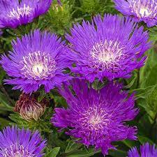 Honeysong Purple Stokes Aster Deer Resistant Garden Flowers Drought Tolerant Perennials