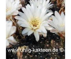 Hedgehog cactus, echinocereus, ribbed, cylindrical cactus plant, flowering and globular species hedgehog cactus care. Gymnocalycium Taningaense P 212 Seeds Uhlig Kakteen More Than 5 000 Different Species