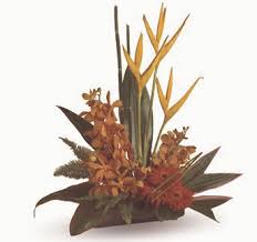 Maybe you would like to learn more about one of these? Order Online Tropical Flower Arrangements New Zealand Delivery