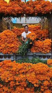 Maybe you would like to learn more about one of these? Marigold Flower Marigold Flower Gladiolus Flower Flowers Online