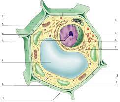 A simplified diagram of a human cell. Diagram Quiz On Plant Cell
