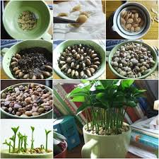How To Grow A Lemon Tree From Seed In A Pot Indoors Piante Da Appartamento Coltivare Verdure Piante