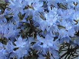 Blue Baron Rhododendron Rhododendron Shrubs Flowers
