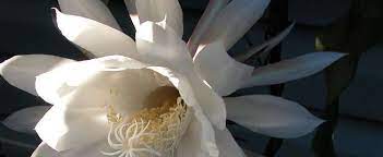 Cereus hexagonus is also commonly known as the 'lady of the night cactus'. Epiphyllum Species Dutchman S Pipe Cactus Night Blooming Cereus Epiphyllum Oxypetalum