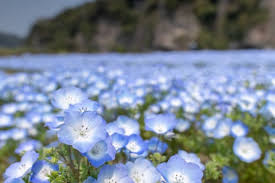 A few fun facts about blue: 167 Things That Are Blue In Nature