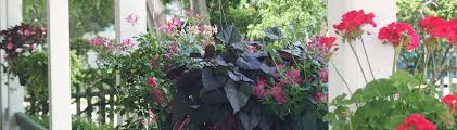 There's an incredibly diverse array of plants found in the state, but now you have a foot in the door of becoming a florida plant identification expert! Florida House Plants Uf Ifas Extension
