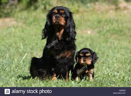 The cavalier king charles spaniel is a direct descendant of the king charles spaniel and is named after king charles ii. Tan Cavalier King Charles Spaniel Online Off 62