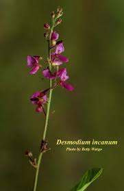 Image result for Desmodium incanum