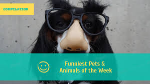 Placeit Funny Youtube Thumbnail Design Template For A Comedy Channel
