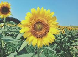 Banyak yang mencarimu haus akan keindahan rupamu bila dipandang takkan jemu waktu begitu cepat berlalu. Poems About Sunflower Puisi Tentang Bunga Matahari Steemit