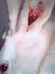 Image result for scabies rabbits ears