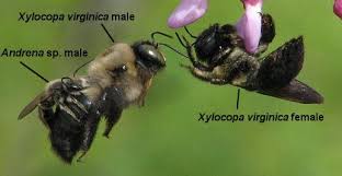Physical features of carpenter bees may vary slightly, as there are seven. Mining Bees Mason Bees Carpenter Bees