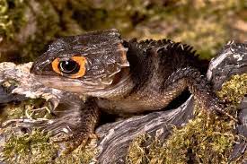 Red-eyed Crocodile Skink Tribolonotus Gracilis Crocodile Skink Red Eyed Crocodile Skink Cute Reptiles