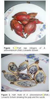 Image result for Aframomum alboviolaceum