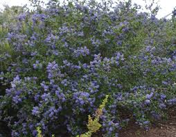 Whereas evergreen hedges block out nosy neighbors, flowered hedges can be formed. 9 Native Hedge Plants Ideas Plants California Native Plants Evergreen Bush