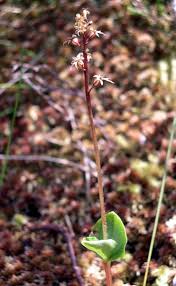 Image result for Nesaea cordata