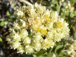 Image result for Helichrysum panduratum