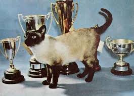 The flame point or red point is a rare coloration that originated in the united kingdom. Siamese Cat Facts For Kids
