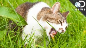 A golf ball) in their bowl. 18 Great Fact About Can Cats Eat Cilantro Everyone Should Read It