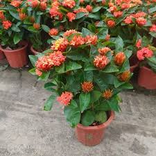 Image result for Ixora coccinea