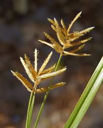 Image result for Cyperus denudatus