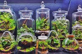 How to make a garden in a jar. How To Make Your Own Terrarium Gardener S Path
