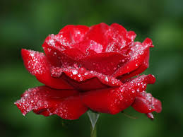 Red rose photography can supply stylish framing options such as the acrylic & alumini range of modern frames or the popular canvas wall mounts in any size. Wallpaper Red Rose Photography Dew Green Background 2560x1600 Hd Picture Image