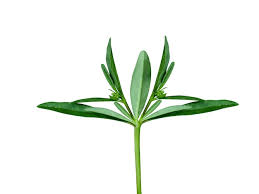 Image result for Hypertelis cerviana