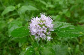 Apple mint doesn't hold up as well during hot, hot days or in aggressive wind conditions. Water Mint Mentha Aquatica