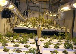 Hydroponic cannabis roots thrive in an ideal temperature of 20°c. Growing Hydroponic Marijuana Guide