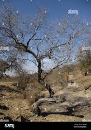 Image result for Ozoroa paniculosa