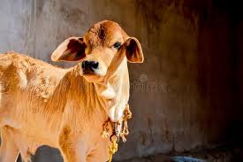 Check spelling or type a new query. 170 Indian Brahman Cattle Photos Free Royalty Free Stock Photos From Dreamstime