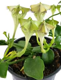 Image result for Ceropegia monteiroae