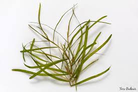 Image result for Potamogeton pusillus