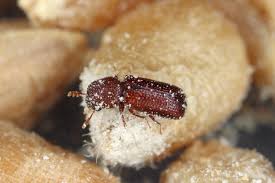 Health canada regulates pesticides under the pest control products act (pcpa) and its regulations. Getting It Right Pest Control Management Using Haccp Principles Global Food Safety Resource