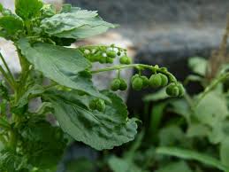 Image result for Micrococca