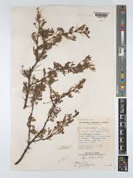 Image result for Acacia tenuispina