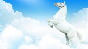1920x1080 horse wallpapers on wallpaperdog. Wallpaper White Horse Sky Clouds 2880x1800 Hd Picture Image