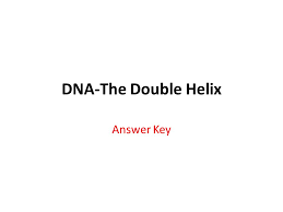 There are five major colors which represent two different strand lengths. Dna The Double Helix Answer Key Ppt Video Online Download