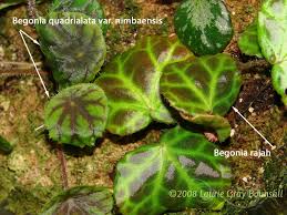 Image result for Begonia quadrialata
